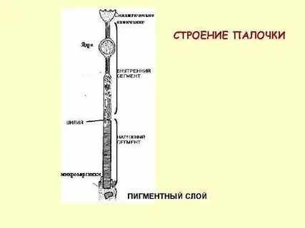 Из чего состоят палочки