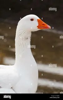 Гусь 18