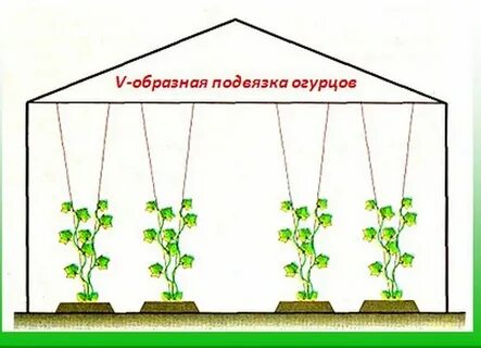 Схема посадки теплицы