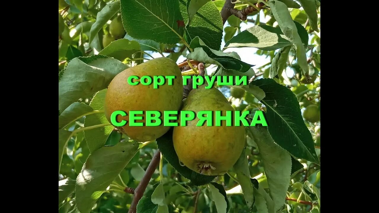 Груша рыжик. Сорт груши Северянка. Груша Северянка Краснощекая. Груша Северянка Краснощекая (в сетке). Груша Северянка фото.