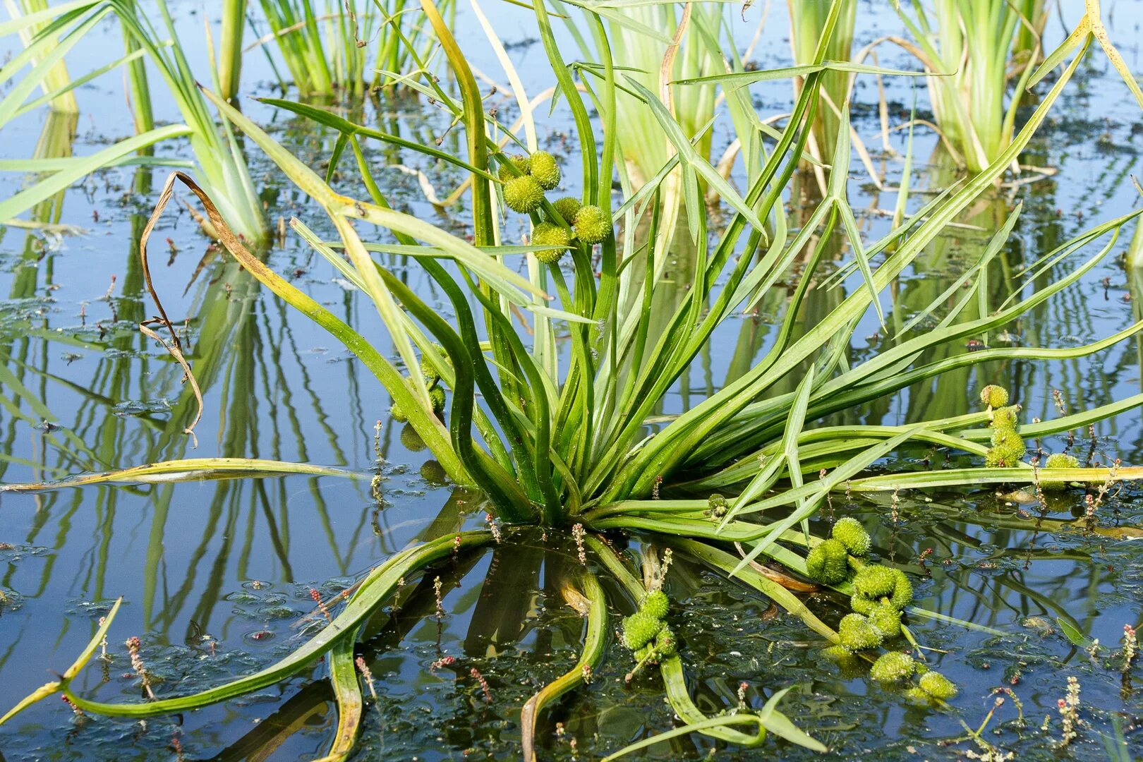 Водные растения у воды. Стрелолист Sagittaria sagittifolia. Стрелолист обыкновенный (Sagittaria sagittifolia). Стрелолист обыкновенный гидрофит. Кувшинка стрелолист.