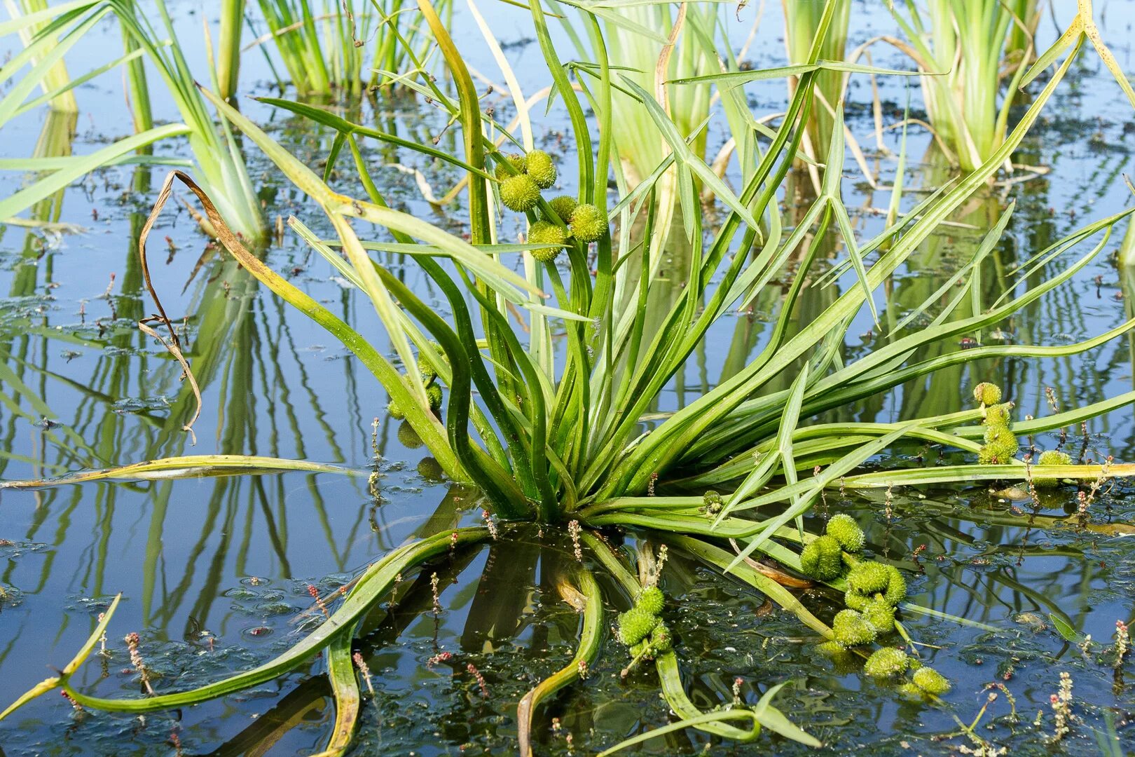 Водные растения челябинской области. Стрелолист Sagittaria sagittifolia. Стрелолист обыкновенный (Sagittaria sagittifolia). Стрелолист обыкновенный гидрофит. Кувшинка стрелолист.