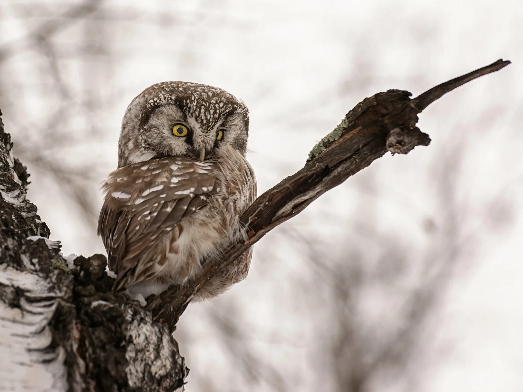 Сыч 5. Сыч 5. Сыч 5. Домовый сыч – athene noctua (scop. Запасы воробьиного сыча.