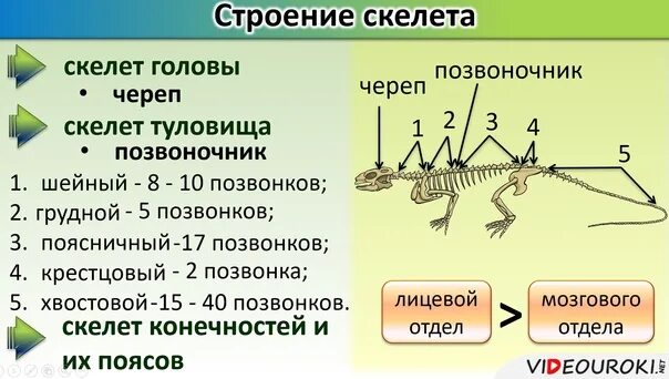 Отделы позвоночника пресмыкающихся. Сколько шейных позвонков у рептилий. Строение позвонка рептилий. Скелет рептилий.