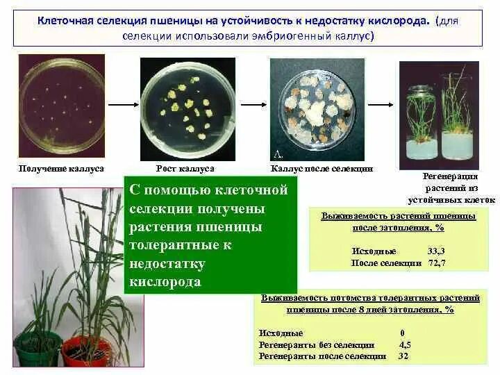 Клеточная биотехнология методы. Каллус растений. Клеточная селекция на устойчивость к фитопатогенам.. Методы клеточной селекции. Методы клеточной биотехнологии в селекции растений.