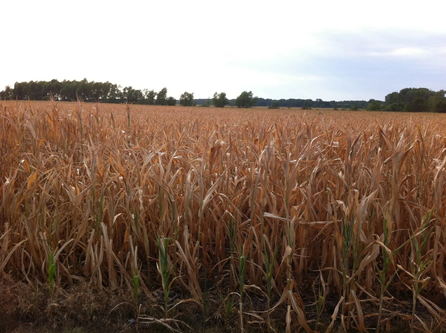 Засуха в поле. Ужасное футбольное поле. На поле плохо. На поле плохо. Плохое футбольное поле.