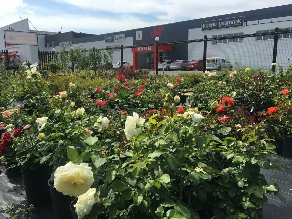 Садовый центр в европе. Садовый центр плант. Садовый центр абдуллиных в нагаево каталог. Промышленная 5/5 центр садовода оренбург. Ритейл растения.