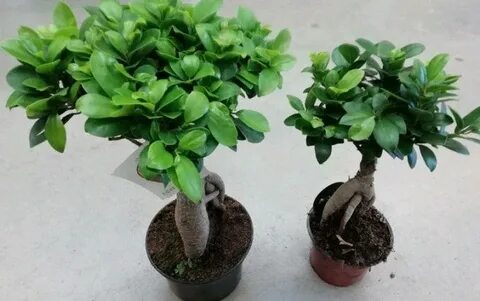 Фикус макламе