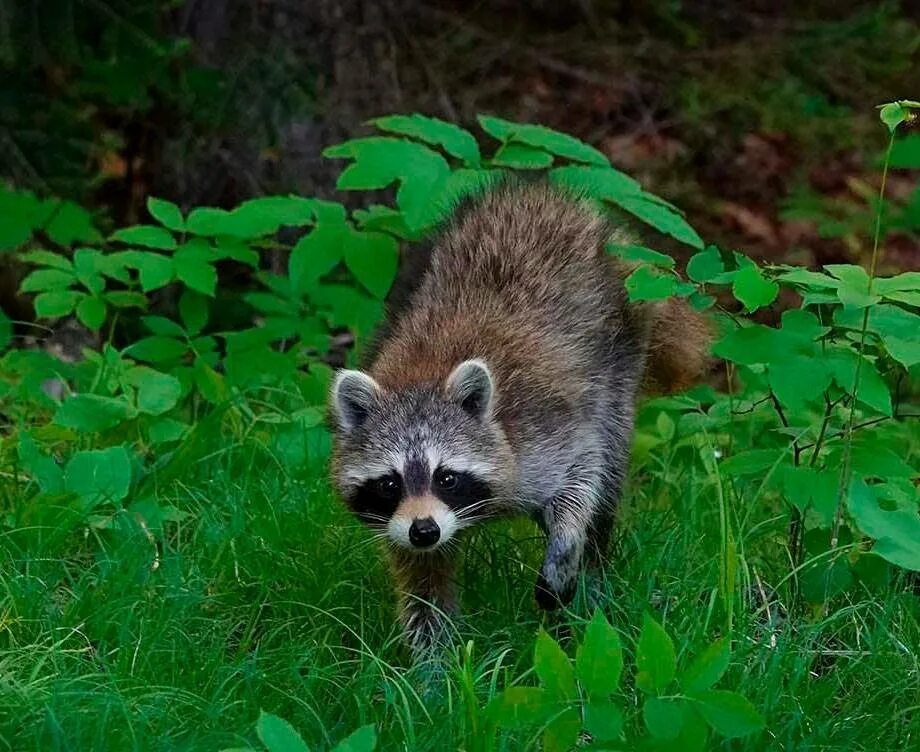 Енот-полоскун. Нора енотовидной собаки. Енот-полоскун. Ареал енота полоскуна. Еноты обитают.
