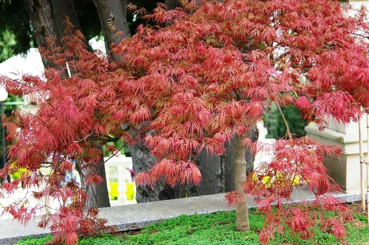 Почему краснеет дерево. Клен краснолистный куст. Клён краснолистный Цветущий. Краснолистные деревья для сада. Дерево Буш красный.