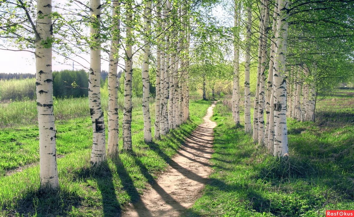 Как дорог край березовый. Берёзовая роща курск. Березовая роща тутаев. Как дорог край березовый. Песня как дорог край березовый.