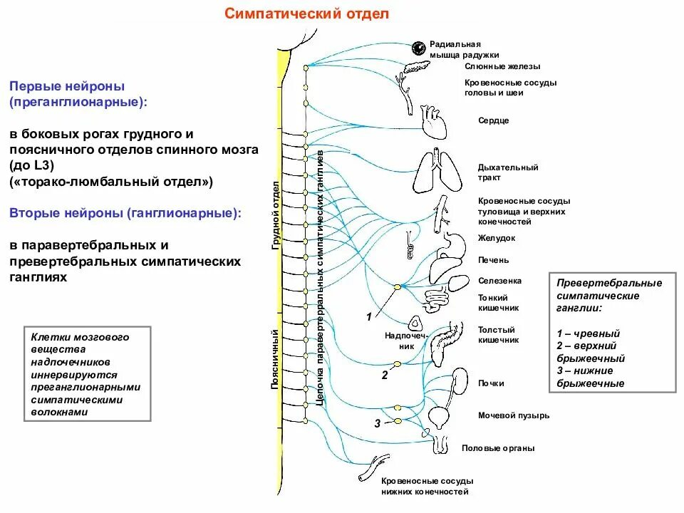 Укажите симпатические нервы. Симпатическая нервная система нервной системы это. Схема строения симпатической части вегетативной нервной системы. Симпатический отдел вегетативной нервной системы. Ганглии и центры симпатической нервной системы.