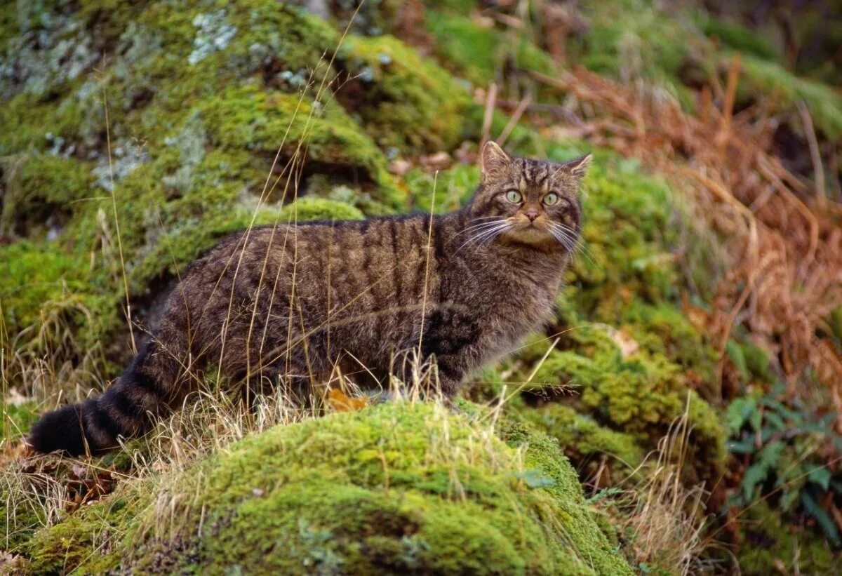 Шотландская Дикая Лесная кошка. Европейский дикий Лесной кот. Дальневосточный Амурский Лесной кот. Европейская Дикая Лесная кошка.