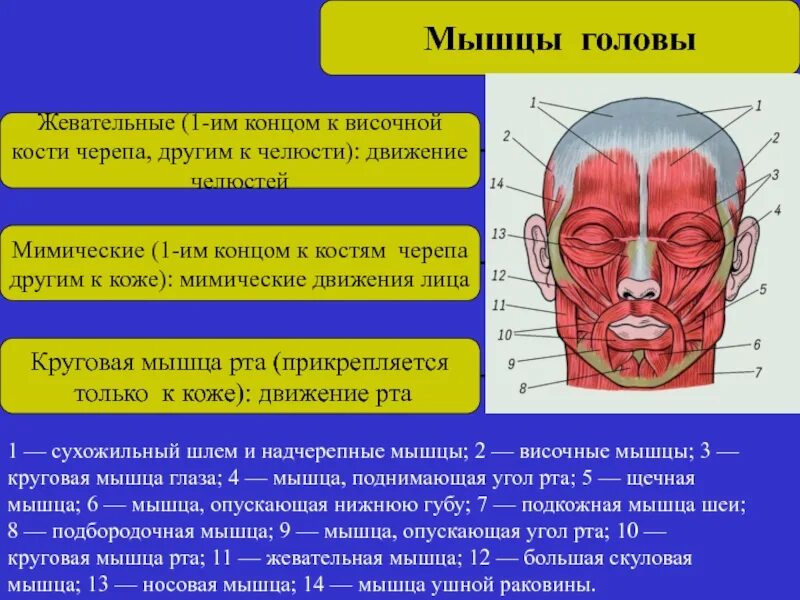 Функция мимических и жевательных мышц. Классификация мышц головы. функциональные группы мышц головы. основные мышцы головы жевательные. классификация мимических мышц.
