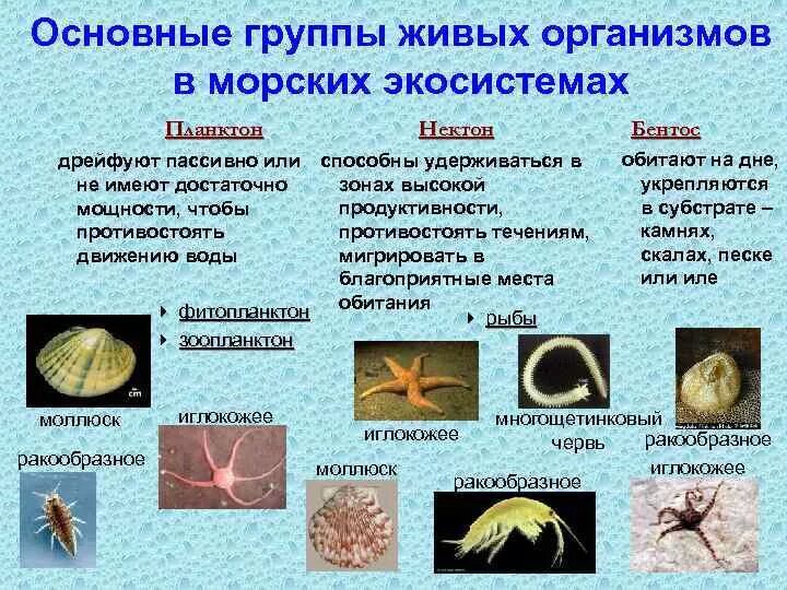 Какие факторы влияют на жизнь в океане