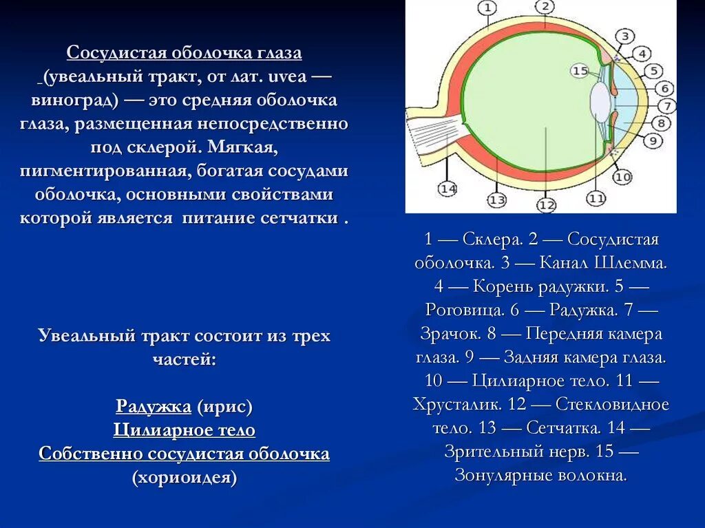 Какое значение имеет сосудистая оболочка. Сосудистая оболочка глазного яблока состоит. Строение сосудистого тракта глаза. Сосудистая обрлочка глаз. Сосудистая оболочка функции.