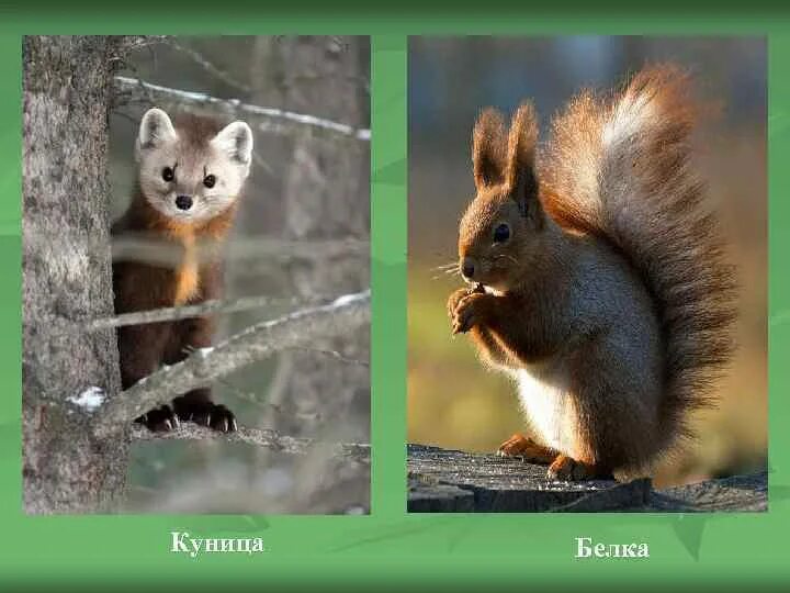 Белка есть куницу. Куница и белка. белки и куницы. лесная куница и белка. белки спасаются от куницы картина.