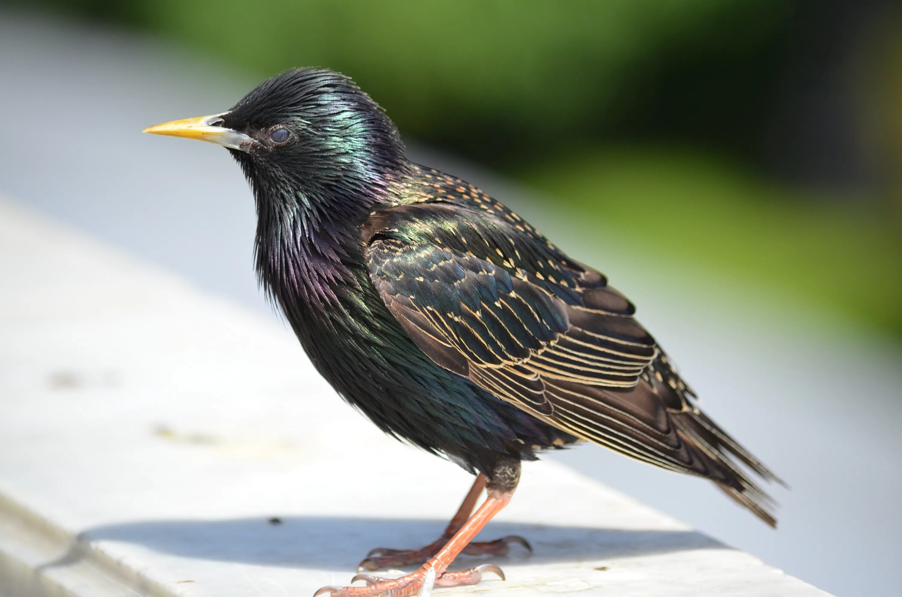 Московский скворец фото. Скворец вопрос. Скворец вопрос. Скворец анатомия. Камбоджийский скворец.