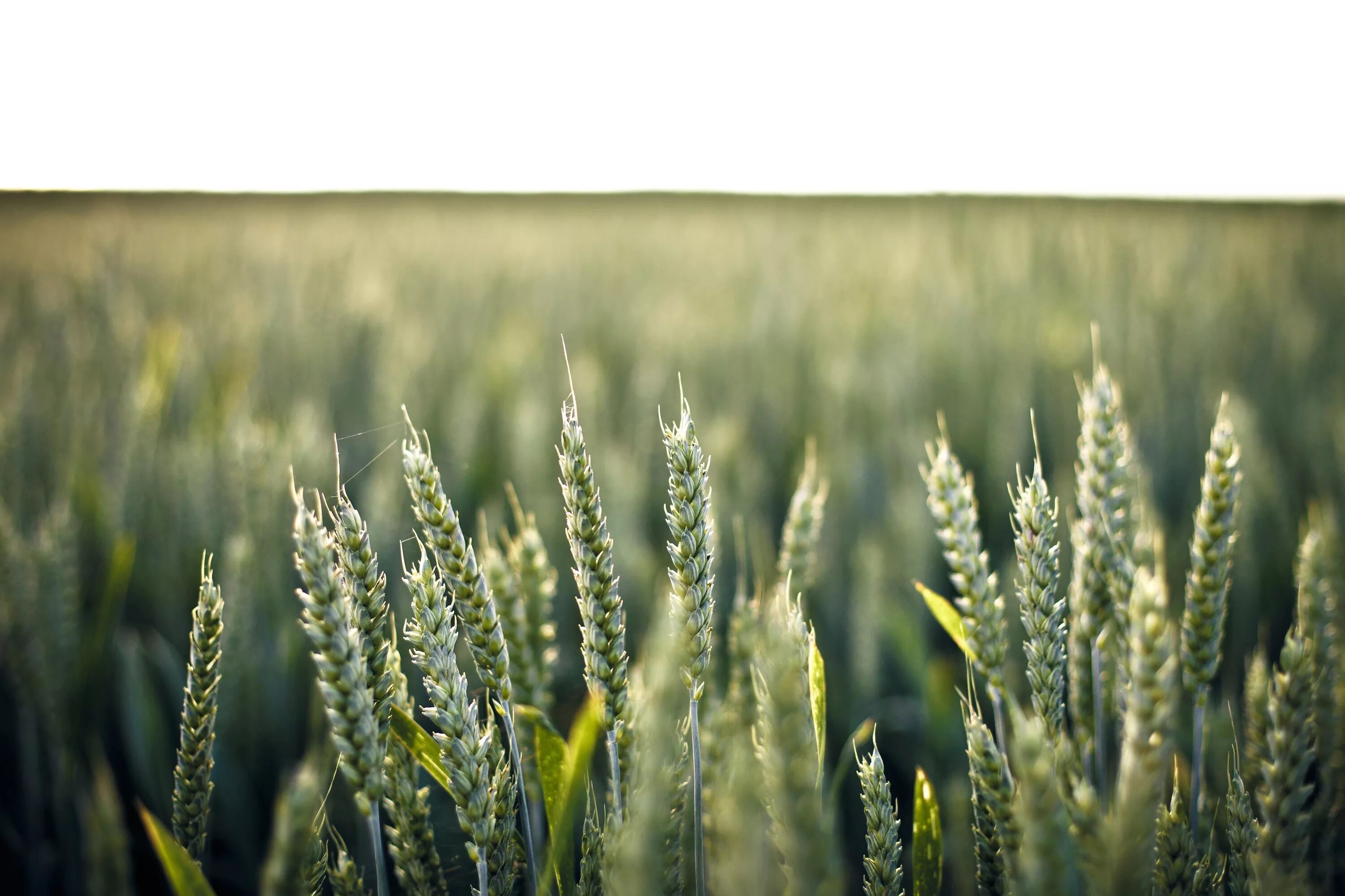 Сельское хозяйство растения. Сорт пшеницы Ермак. Колос озимой пшеницы. Пшеничное поле. Озимая рожь поле.