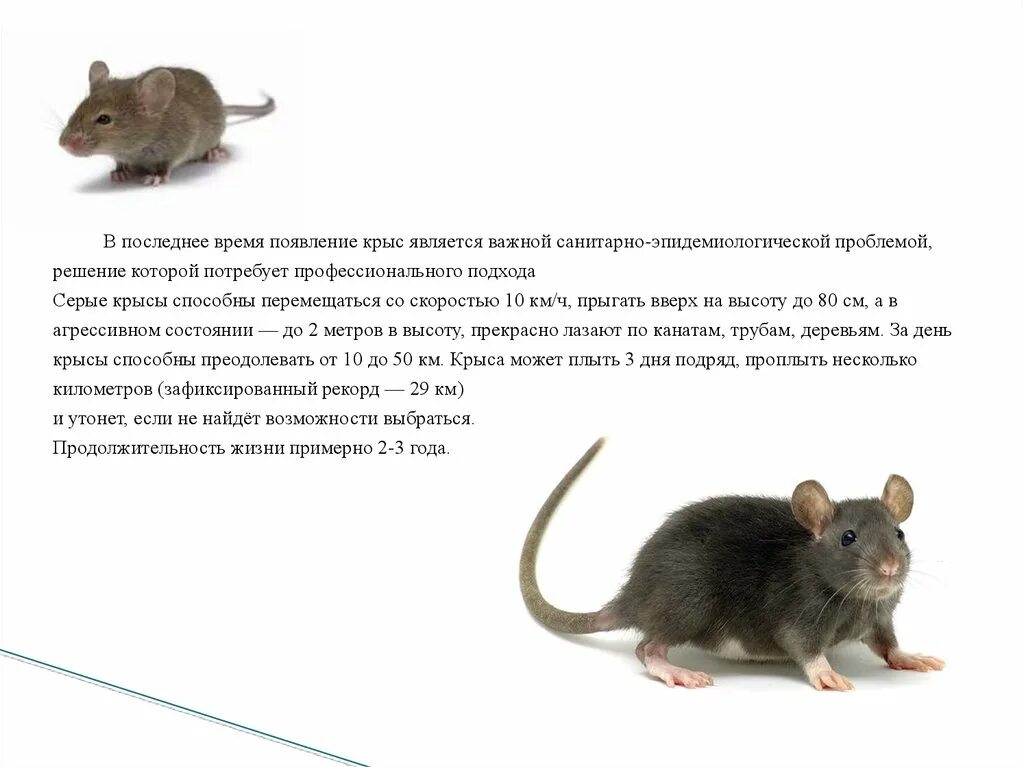 Описание крысы. Рассказ про крысу. Рассказ о домашних крысах. Крысы домашние питомцы.