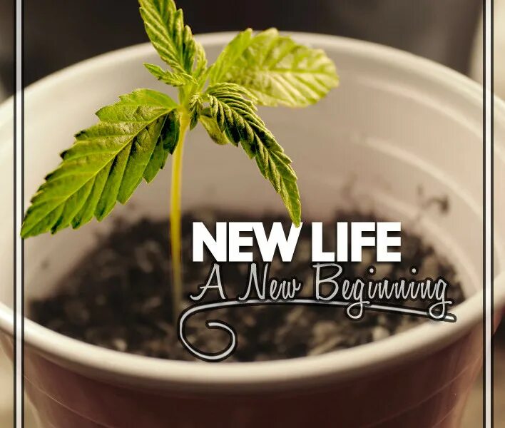 A new life bateman. The New Life. New Life надпись. New Life картинки. New Life перевод.