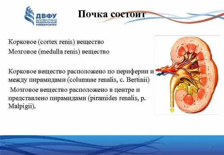 Почечное вещество