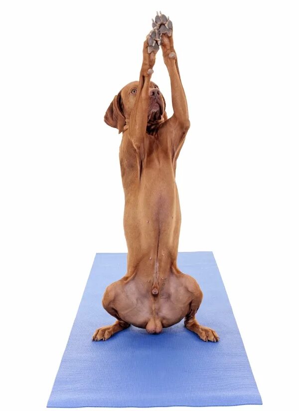 Покажи позу доги. Прогнула спину. Дога йога. Покажи позу доги. Покажи позу доги.