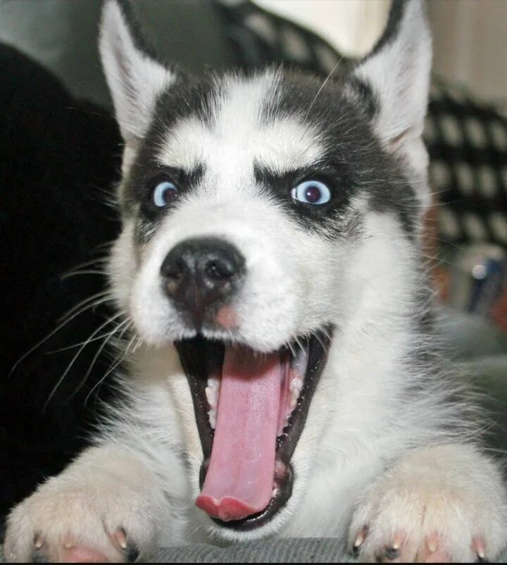 Ну хаски. Сибирский хаски черный с голубыми глазами. Злобный хаски. Ну хаски. Ну хаски.