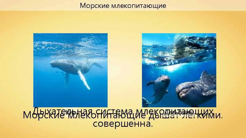4 у млекопитающих. Дыхательная система морских млекопитающих китообразных. дыхательная система у морских млекопитающих. проект дыхательная система морских млекопитающих. органы дыхания у водных млекопитающих.
