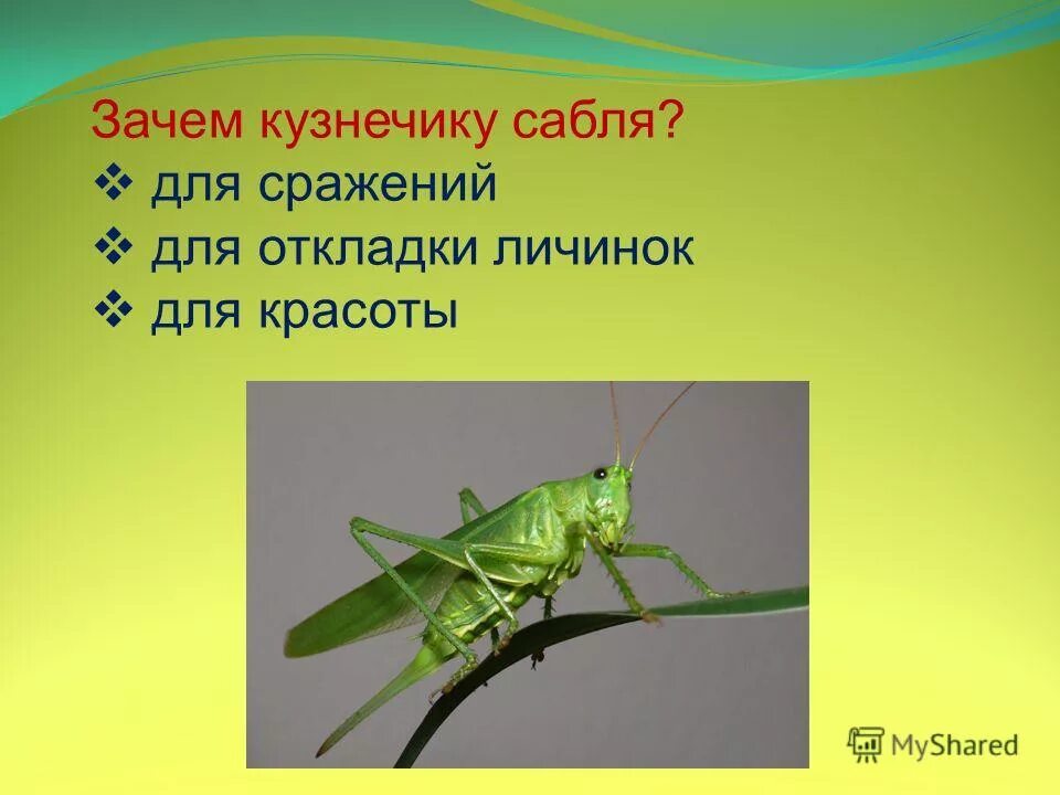 Чем стрекочет кузнечик. Кузнечик стрекочет. Кузнечик стрекочет. Зачем кузнечики стрекочут. Кузнечик стрекочет.