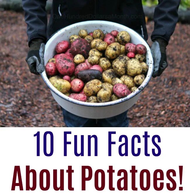 Посадка картофеля сколько на сотку. Озеленение картошки. Посадила картофель часто. Что если посадочная картошка сильно мелкая.