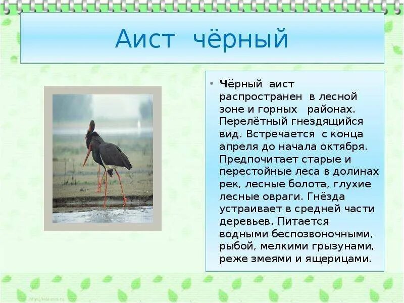 Черный аист красная книга проект Черный аист почему занесен в красную книгу 59 фото