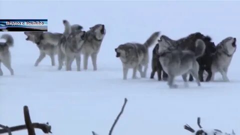 Где сейчас волки