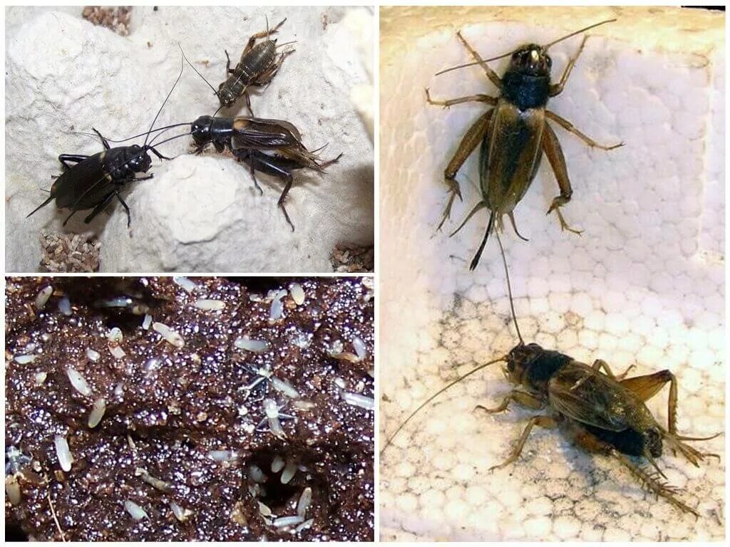 Завёлся сверчок в доме. Как избавиться от сверчка в доме. Дом со сверчком. Сверчок домовый. Сверчок пойман.