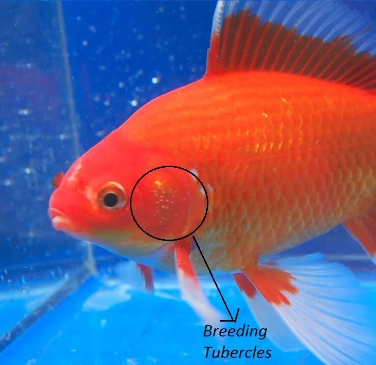 Золотая рыбка самец и самка. Комета рыбка аквариумная. Золотая рыбка Комета самка и самец. Золотой карась аквариумная рыбка.