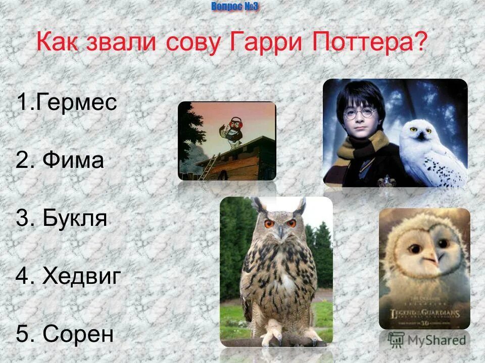 1 как их зовут. Как зовут сову гарри поттера. кличка для совы. имя для совы. как зовут сову.
