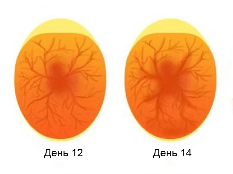 Овоскопирование куриных яиц по дням фото. Овоскопирование утиных яиц. Утиное яйцо на 10 день инкубации. Овоскопирование гусиных яиц. Инкубация утиных яиц овоскопирование.