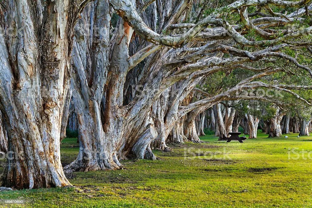 Centuries trees