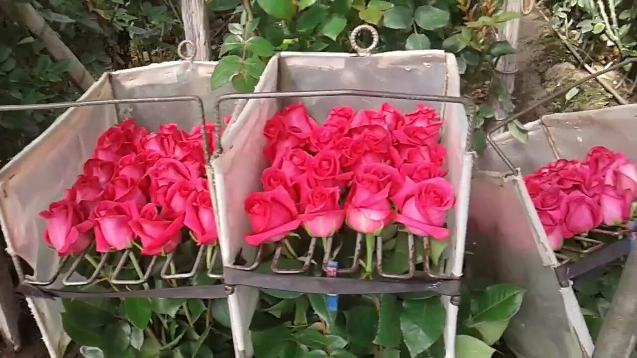 Сколько можно купить роз. Розы Пинк Флойд теплица. Сорт роз Пинк Флойд. Плантации роз в Эквадоре.