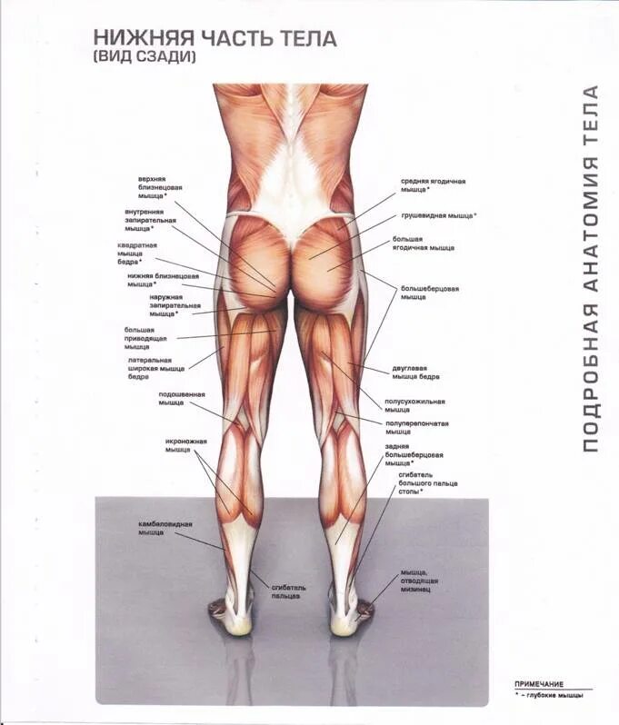 Бедро часть тела человека. Части тела человека бедро. Мышцы ног. Мышцы нижней части туловища.