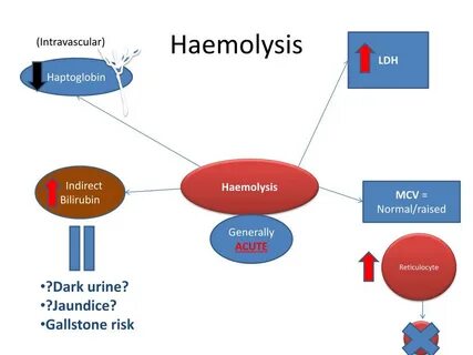 Объясните значение тэ и производящих основ haemolysis
