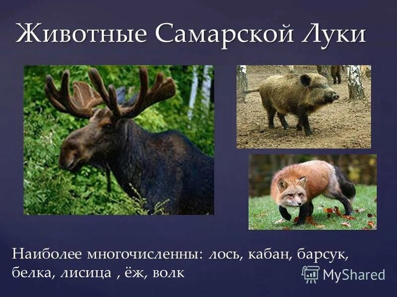Творческий проект "Красная книга Самарской области. Животные". - начальные класс