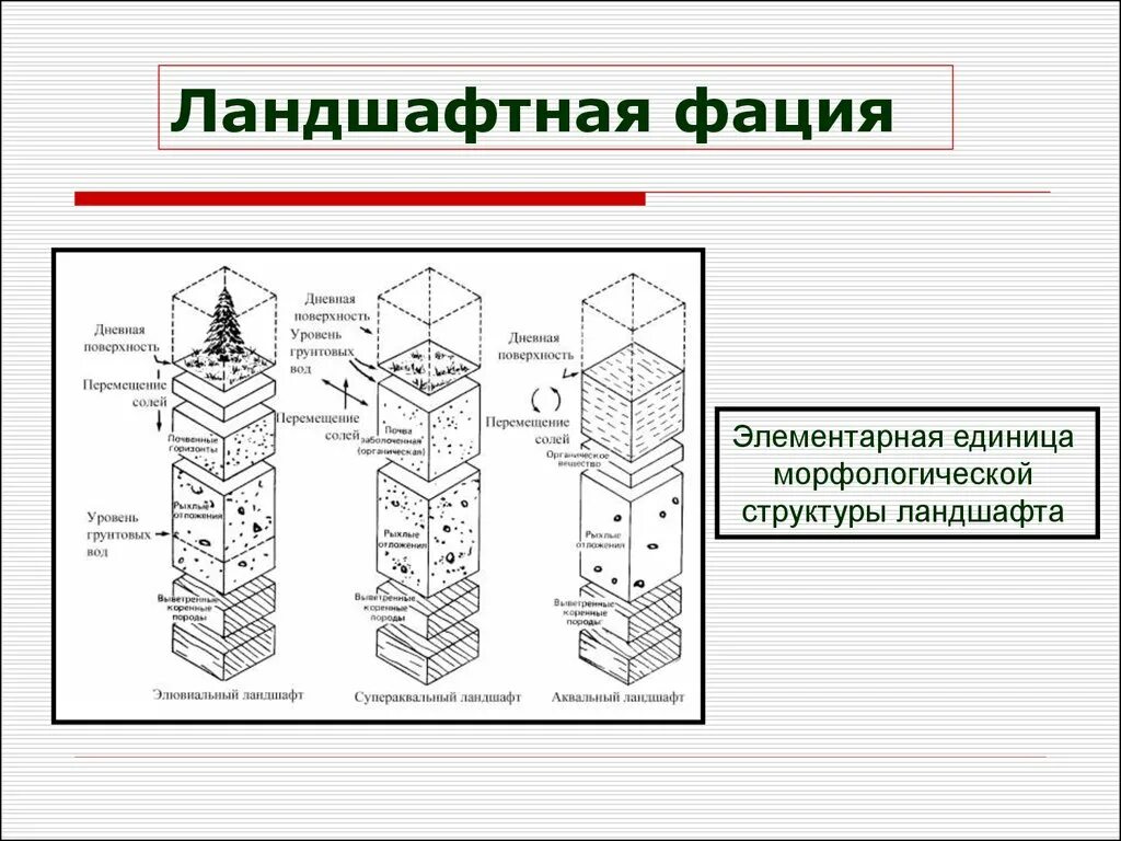 Единица морфологической структуры ландшафта. Структура ландшафта фация урочище. Вертикальная структура ландшафта схема. Фация ландшафтоведение. Примеры вертикальной структуры