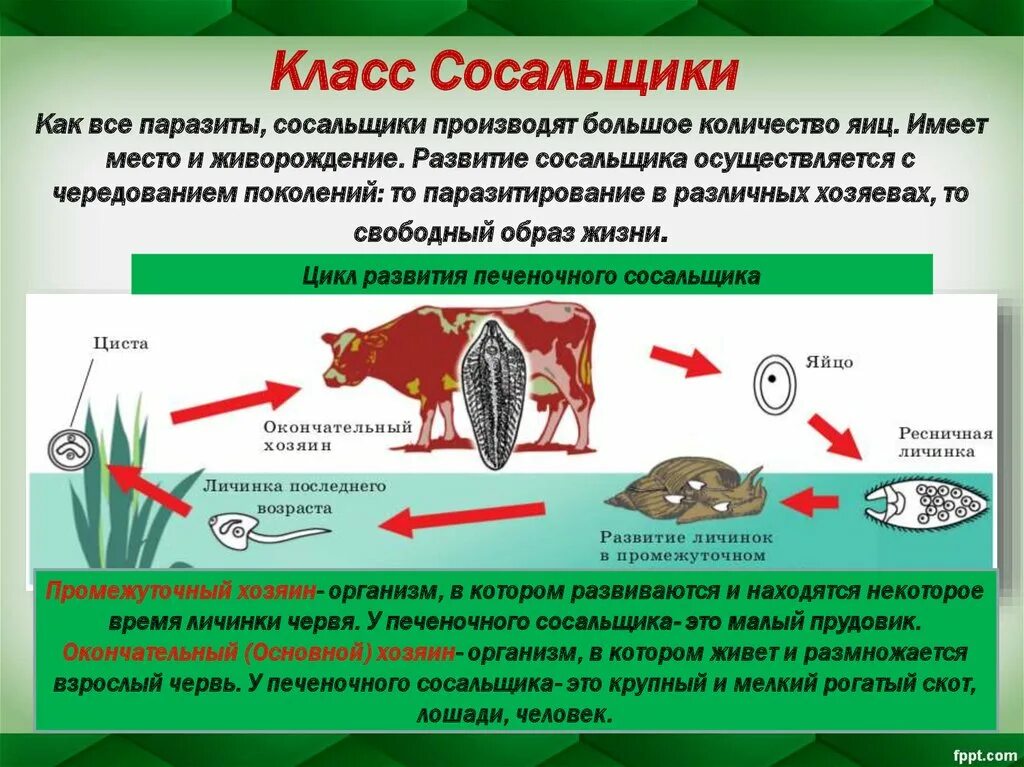 Паразитические черви имеют. Циклы развития паразитов печеночный сосальщик. Биология 7 класс развитие печёночного сосальщика. Цикл развития печеночного сос. Печеночный сосальщик Тип развития.