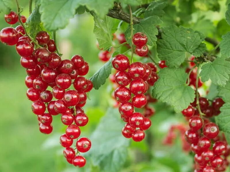 Смородина красная - ribes rubrum. Смородина красная Константиновская. Смородина красная голландская красная. Смородина красная "голландская красная" (2-4 ветки). Смородина голландская красная