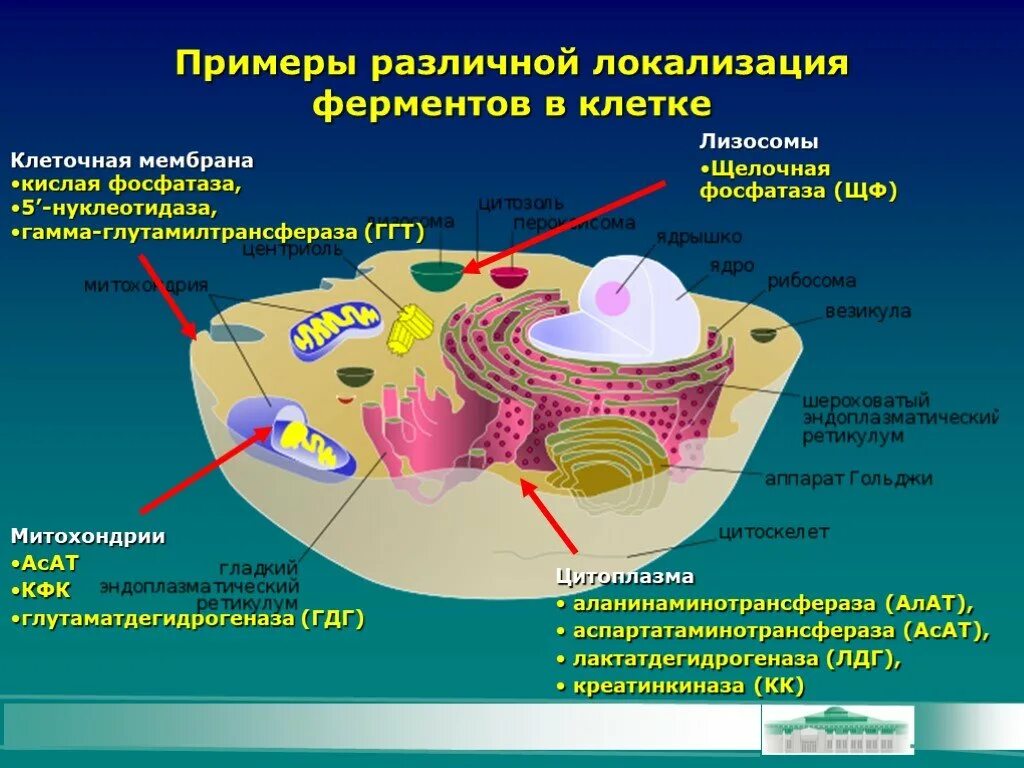 Митохондрии лизосомы функции. Локализация ферментов. Локализация ферментов в микробной клетке. Где содержатся ферменты в клетках.