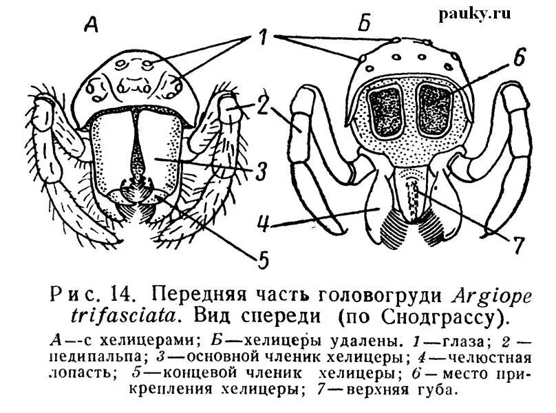 Строение головы паукообразных. Паук крестовик хелицеры. хелицеры паука строение. ротовой аппарат паука схема. хелицеры и педипальпы паука строение.