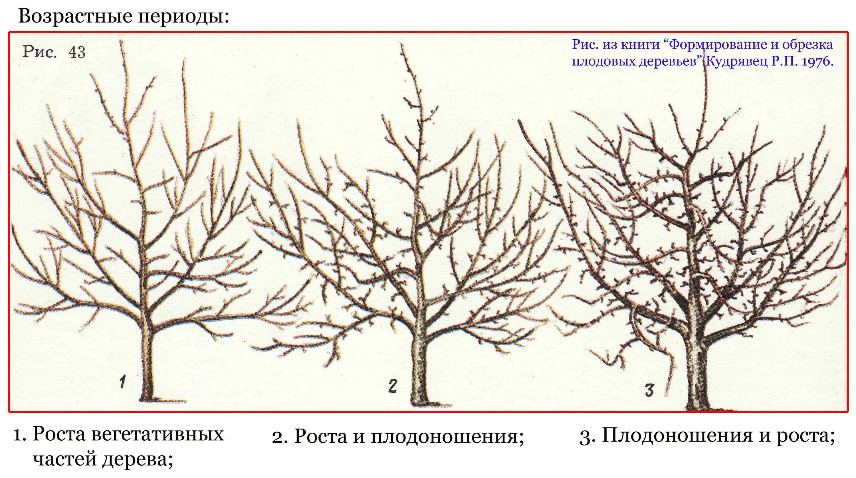 Когда обрезать деревья в средней полосе. Схема обрезки плодовых деревьев осенью. Формирование кроны и обрезка плодовых деревьев. Санитарная обрезка яблони весной. Летняя обрезка плодовых деревьев яблоня.