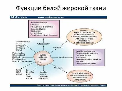 Основные функции жировой ткани