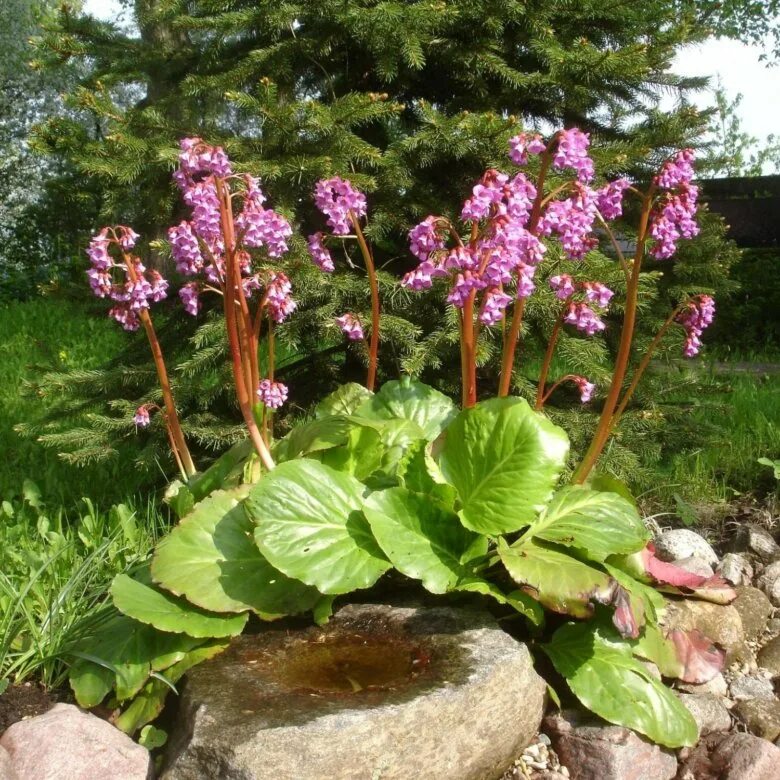 Image result for bergenia cordifolia Plants, Perennial plants, Garden